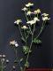 Tanacetum parthenium